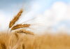 آغاز خرید تضمینی گندم