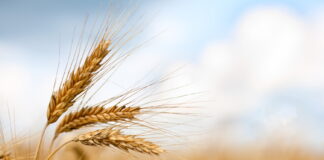 آغاز خرید تضمینی گندم