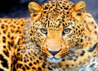 کیخا و گاسپار سرانجام جفتگیری طبیعی کردند
