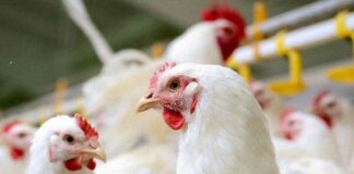 مرغ نیمایی به بازار میآید