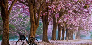 بهار اومد گلا وا شد….