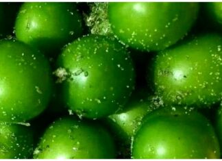 گوجه سبز کیلویی سه میلیون تومان!