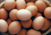 قیمت هرکیلو تخم مرغ در محل مرغداری، ۶۱ هزارتومان