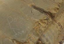 پویا و آندیا شناسایی شدند