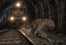 توقف قطار برای بقای زندگی پلنگ ایرانی