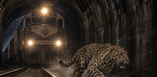 توقف قطار برای بقای زندگی پلنگ ایرانی