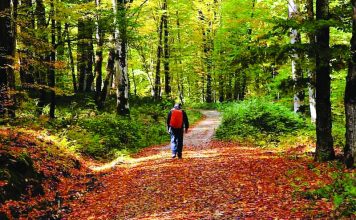 راه رفتن، روده را به حرکت در میآورد