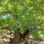 ثبت ملی کهنترین درخت گردوی ایران