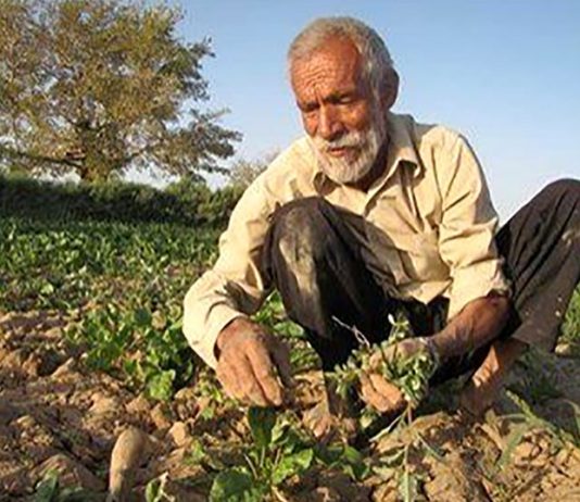 کشاورز روستایی کار میکند و دلال سود